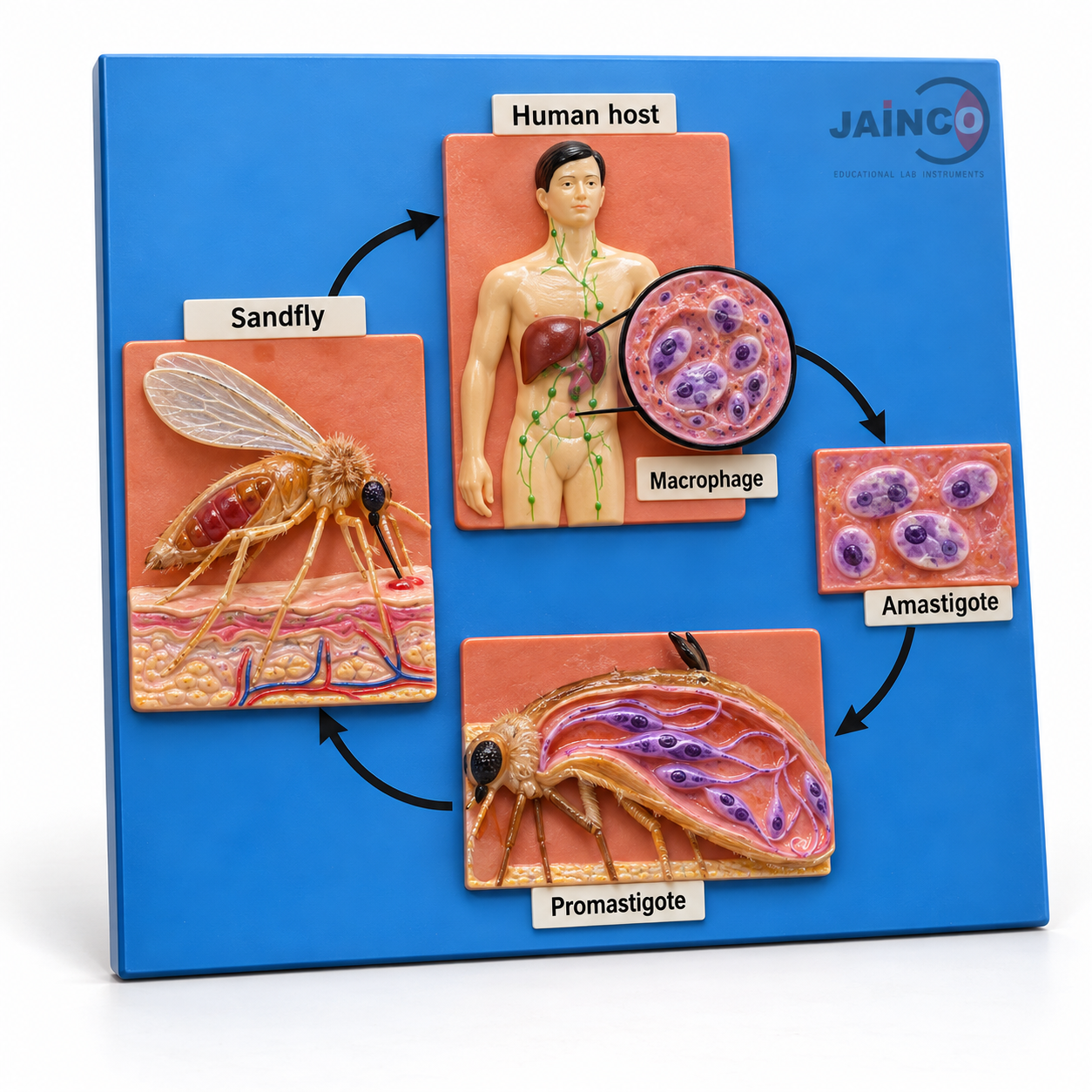 Life Cycle of Leishmania Donovani Model